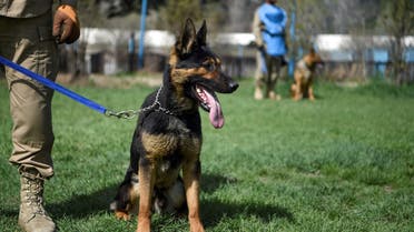 In this photo taken on April 7, 2019, an explosive detection dog is kept on leash during a practice session at the Mine Detection Centre (MDC) in Kabul. (AFP)