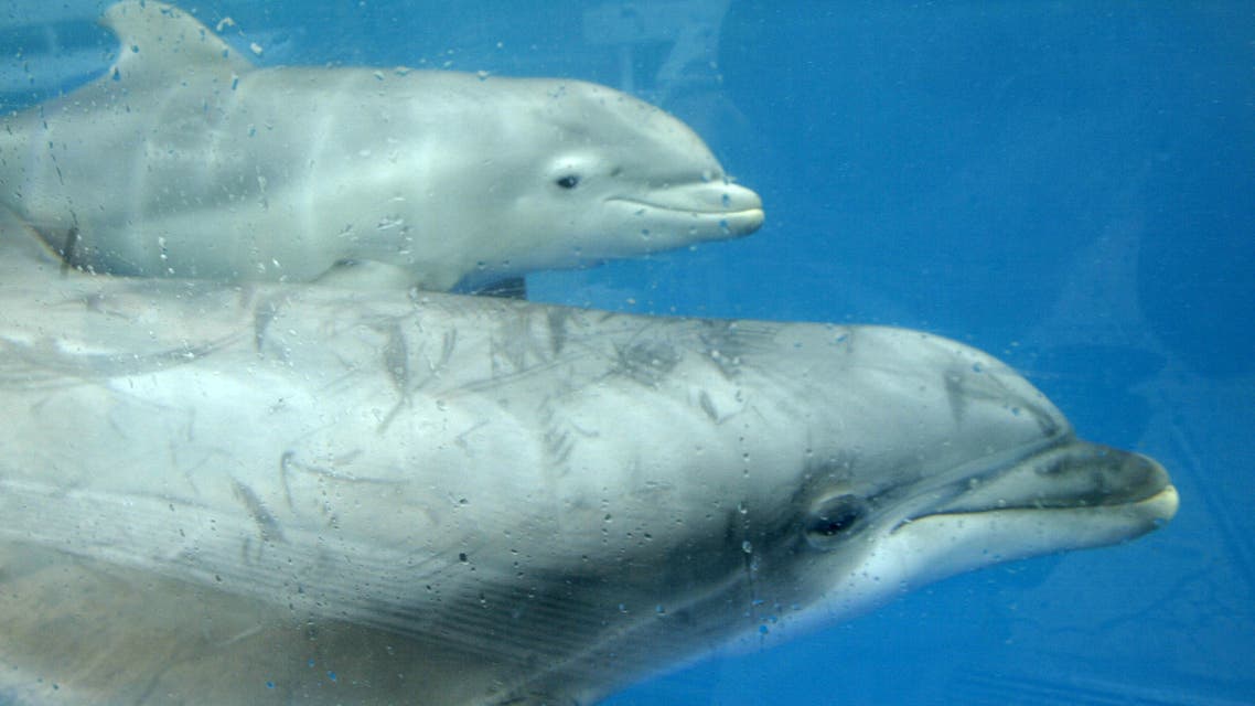 The world's first two bottlenose dolphins conceived through artificial insemination using frozen-then-thawed semen were born recently at SeaWorld in San Diego. (Reuters)