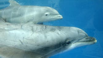 Dolphins lead rescue crew to swimmer missing for 12 hours: Report 