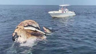 کوسه‌های سفید «نهنگ گوژپشت» را دریدند