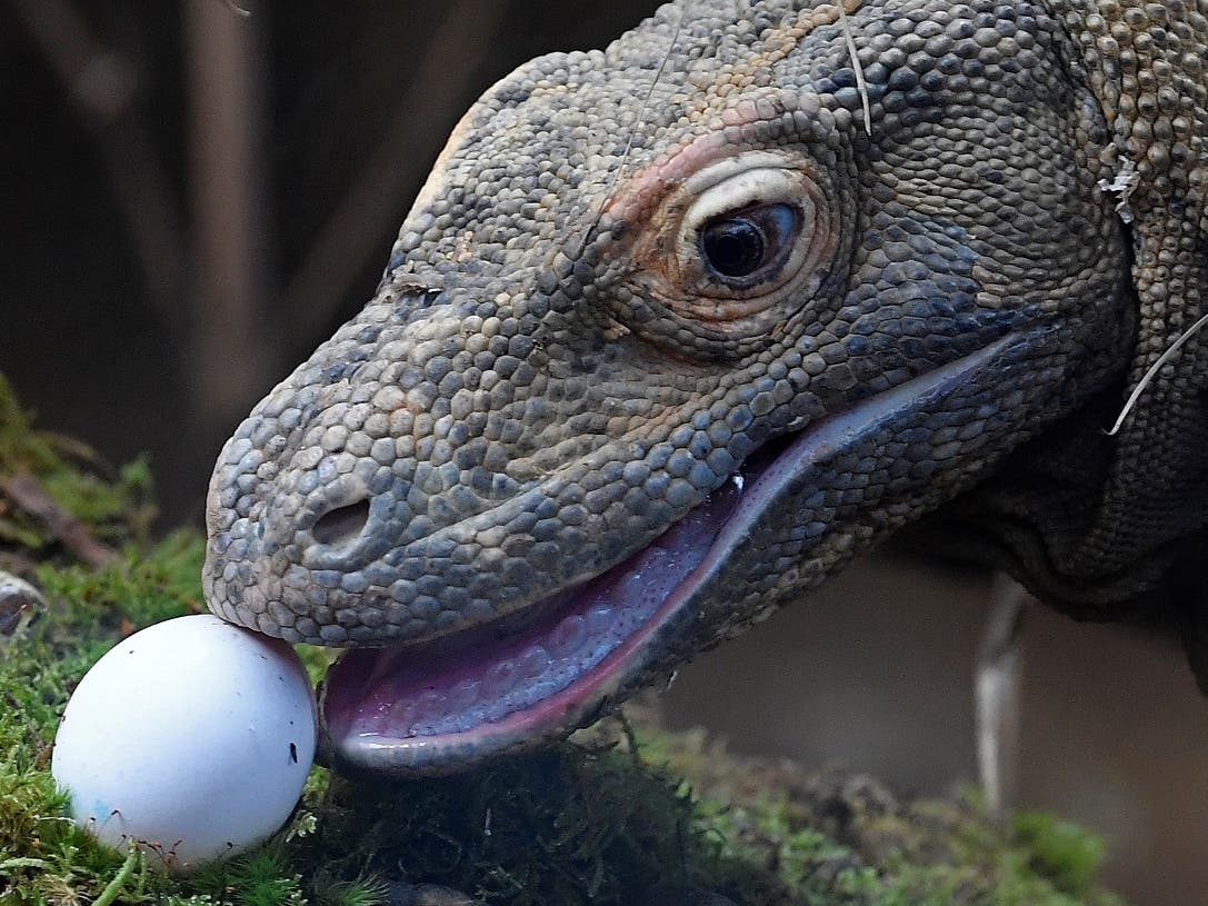 Indonesian zoo breeds Komodo dragons to save them from extinction | Al  Arabiya English
