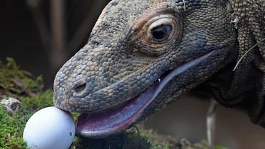 A Komodo dragon, named Ganas, eats a raw egg at London Zoo in London, Britain, March 29, 2018. (Reuters)