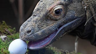 Indonesian zoo breeds Komodo dragons to save them from extinction 