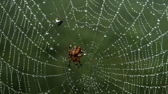 TikTok user captures spider building an intricate spider web