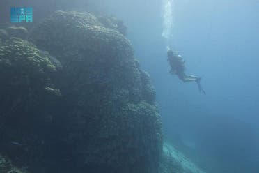 The Red Sea Development Company (RSDC) discovers a 10-meter high, 600-year-old huge coral colony south of Al-Waqadi Island, Saudi Arabia. (Courtesy SPA)