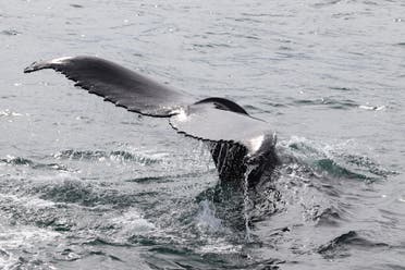 This Aerial picture taken on August 2, 2021 shows a humpback whale diving in Hestfjorour (Westfjords), Iceland. (AFP)