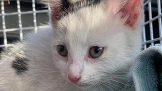 Kitten survives 230-mile journey across UK in car engine compartment 