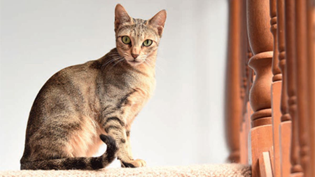 Unknown hot sale cat breeds