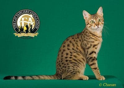 Egyptian Mau Cat. (CFA)