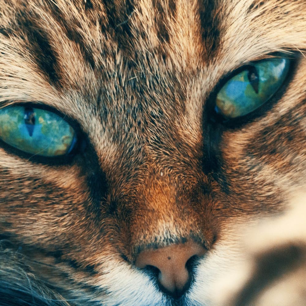 8 Types of Cat Eye Colors and Their Rarity (With Pictures) - Catster