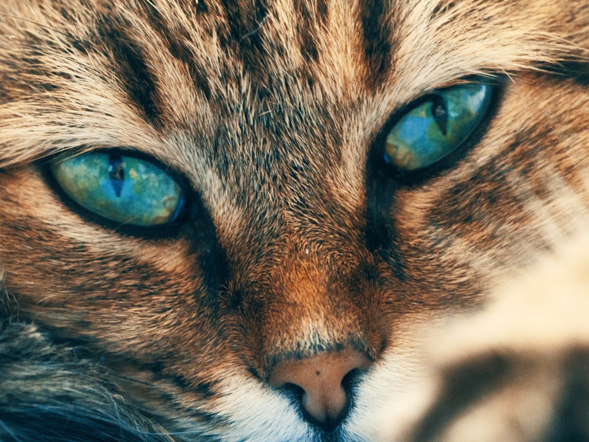 Top 10 rarest cats in the world | Al Arabiya English
