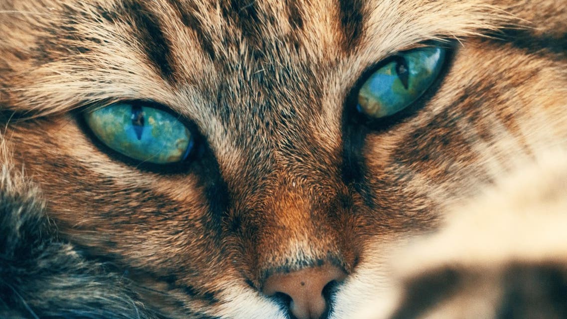 Close up of a cat's face. (Unsplash, Andrii Ganzevych)