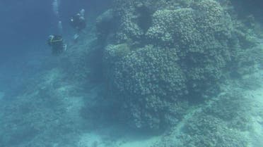 The Red Sea Development Company (RSDC) discovers a 10-meter high, 600-year-old huge coral colony south of Al-Waqadi Island, Saudi Arabia. (Courtesy SPA)