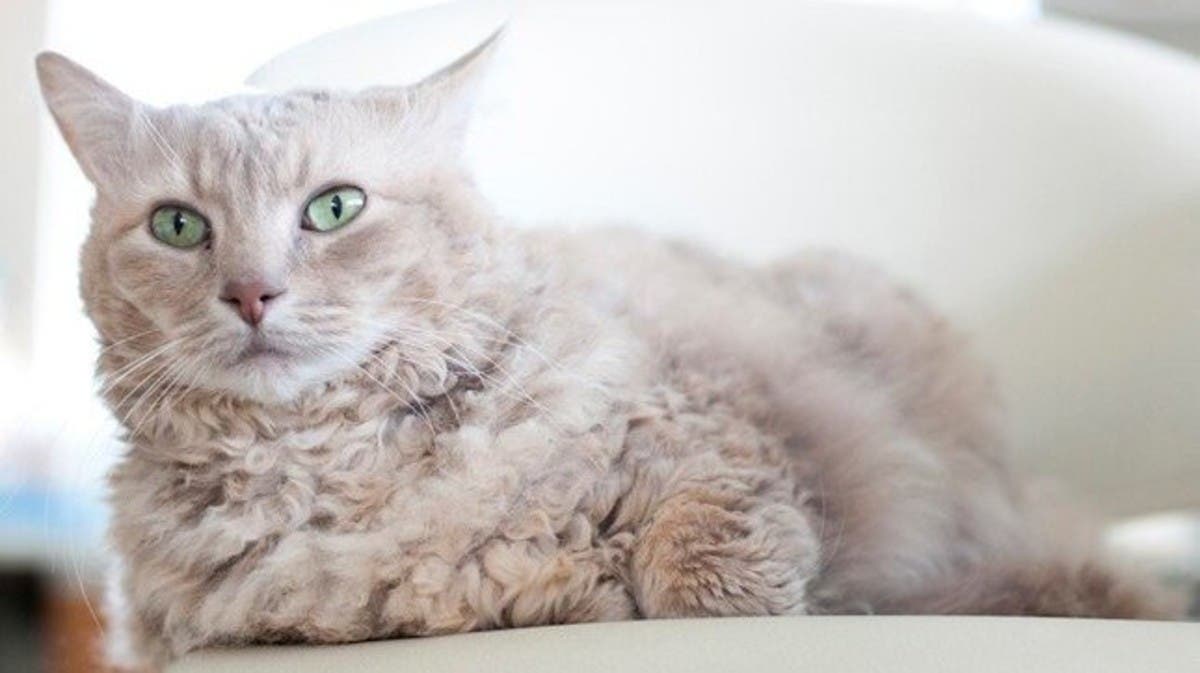 20 Rarest Cat Breeds in the World – Neater Pets