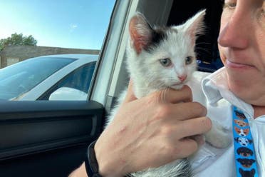 A rescuer holding the kitten that survived a 230-mile journey from Wales to Leeds in England in the tight compartment of a car engine. (Screengrab)