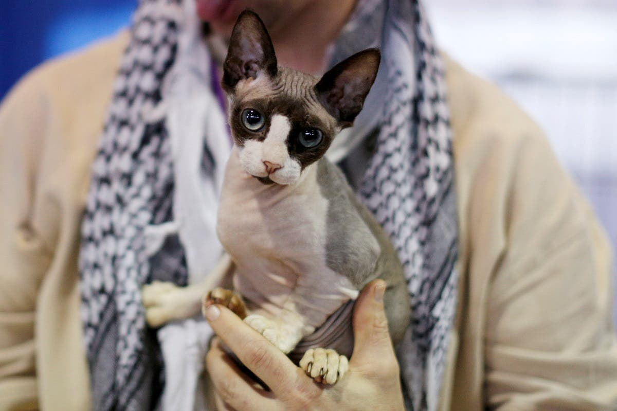 An attendee holds a Sweet Minskin cat during the 141st Westminster Kennel Club Dog Show in New York City, U.S. February 11, 2017. (Reuters)