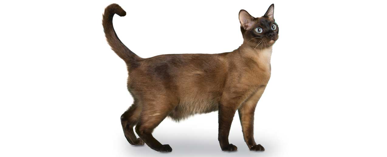 Tonkinese Cat. (Petfinder)