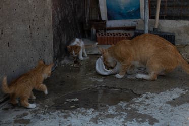 An increasing number of pet owners are choosing to abandon them on the side of the road because they can no longer afford the costs of caring for them. (Image: Nicholas Frakes)