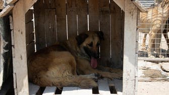 Stranded and abused: It really is a dog's life in Lebanon