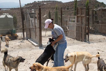 Many of the animals brought to shelters have been severely abused and require medical treatment, while others take months to recover mentally, and socialize with humans. (Image: Nicholas Frakes)