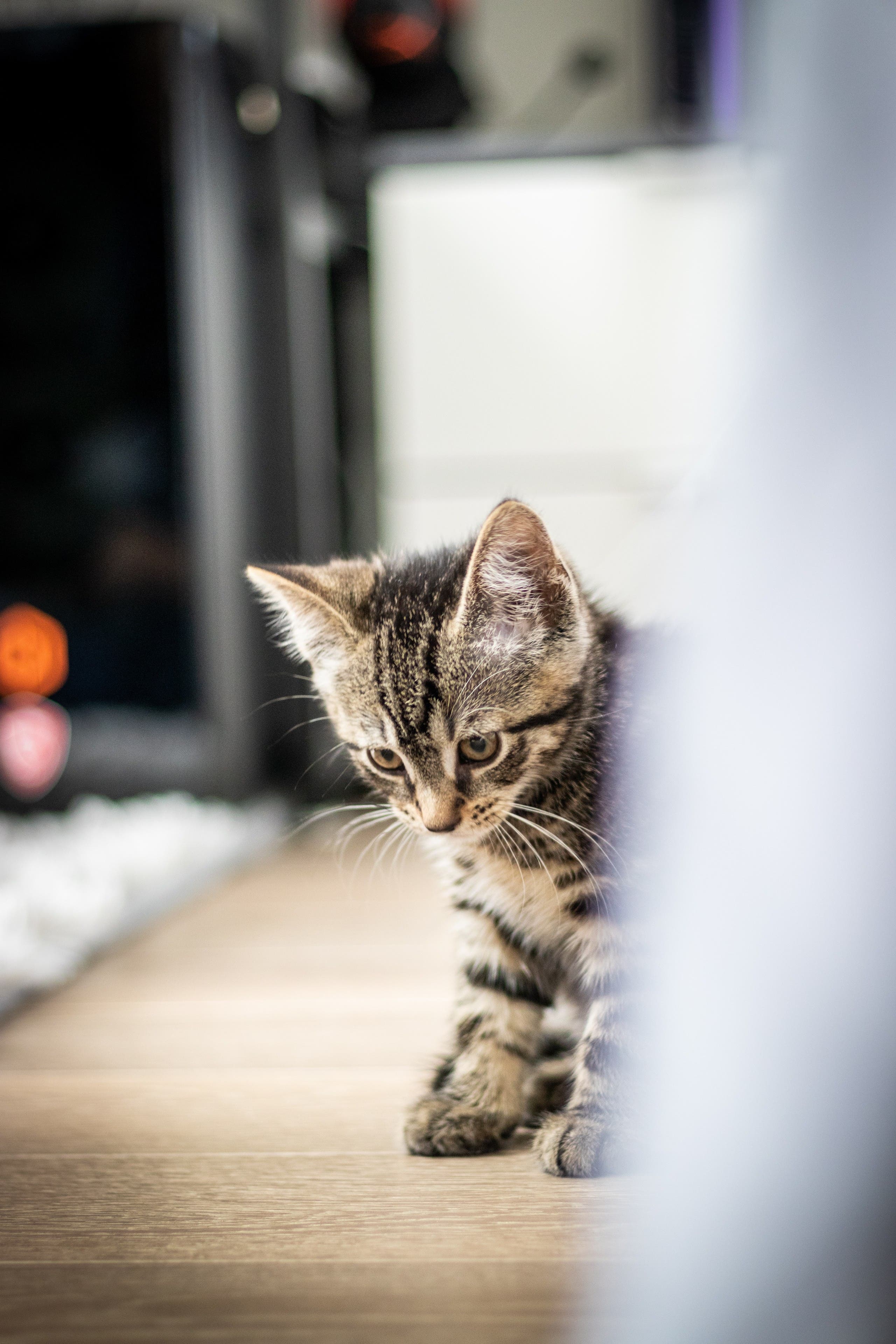 Tabby kittens shop