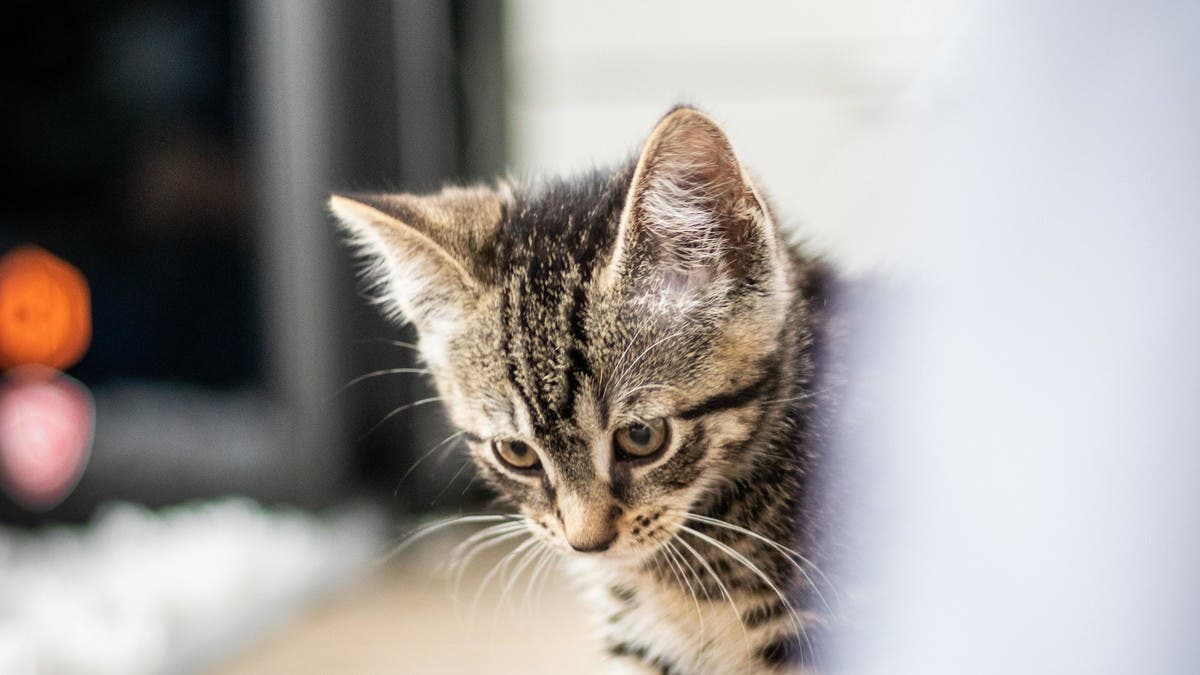 From Tabby Cats in Wallpaper Wizard — HD Desktop Background With brown tabby  kitten