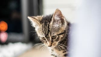 How do tabby cats get their stripes? New study reveals fur pattern development