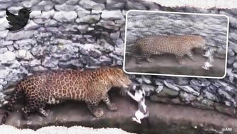 Leopard and cat face-off after both fall into a well in India