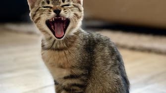 Meow: Why can’t house cats roar?