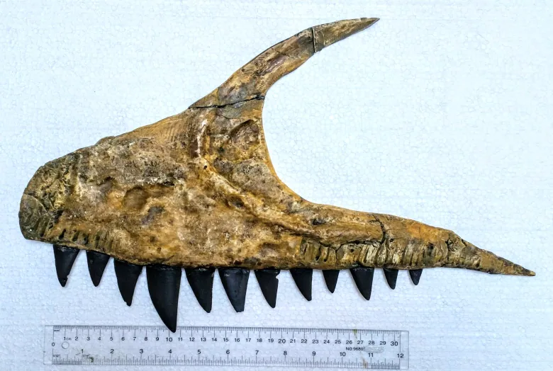 Scientists have discovered an apex predator dinosaur with huge shark-like teeth . (Twitter)