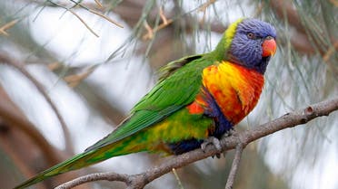 A Rainbow Lorikeet parrot perches on a tree in central Sydney. (File photo: Reuters)