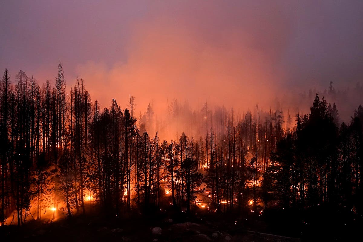 Trees scorched by the Caldor Fire smolder in Eldorado National Forest, California, Sept. 3, 2021. (AP)