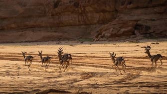 Saudi police arrest man for hunting endangered gazelles, possessing illegal weapons