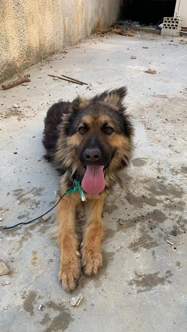 Dog found on the streets of Bhamdoun, Lebanon on July 5th, 2021. (BETA)