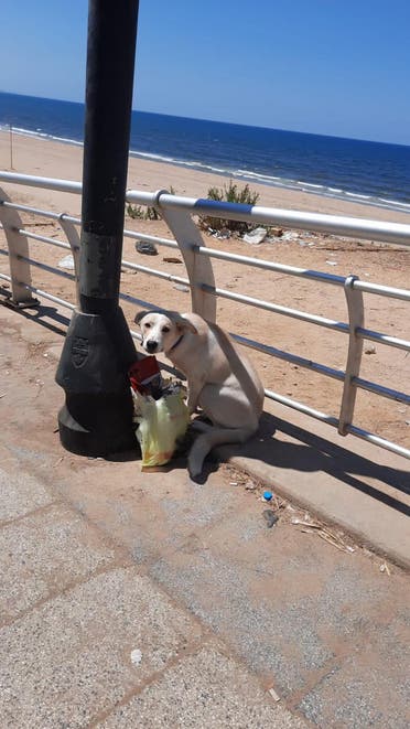 Tied to a pole with her food in Ramlet el Bayda area (Image: Vanessa Ghanem)