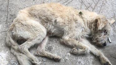 Decimated dog in Lebanon. (Image: Vanessa Ghanem)