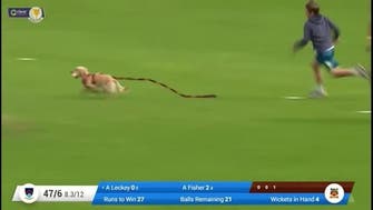Puppy interrupts cricket match in Northern Ireland, steals ball 