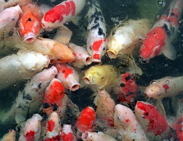 Multi-coloured koi fish, sensing a meal from a passerby, work themselves into a frenzy over the prospect of food in a tourist area on the southern Korean island of Cheju May 9.  (Reuters)