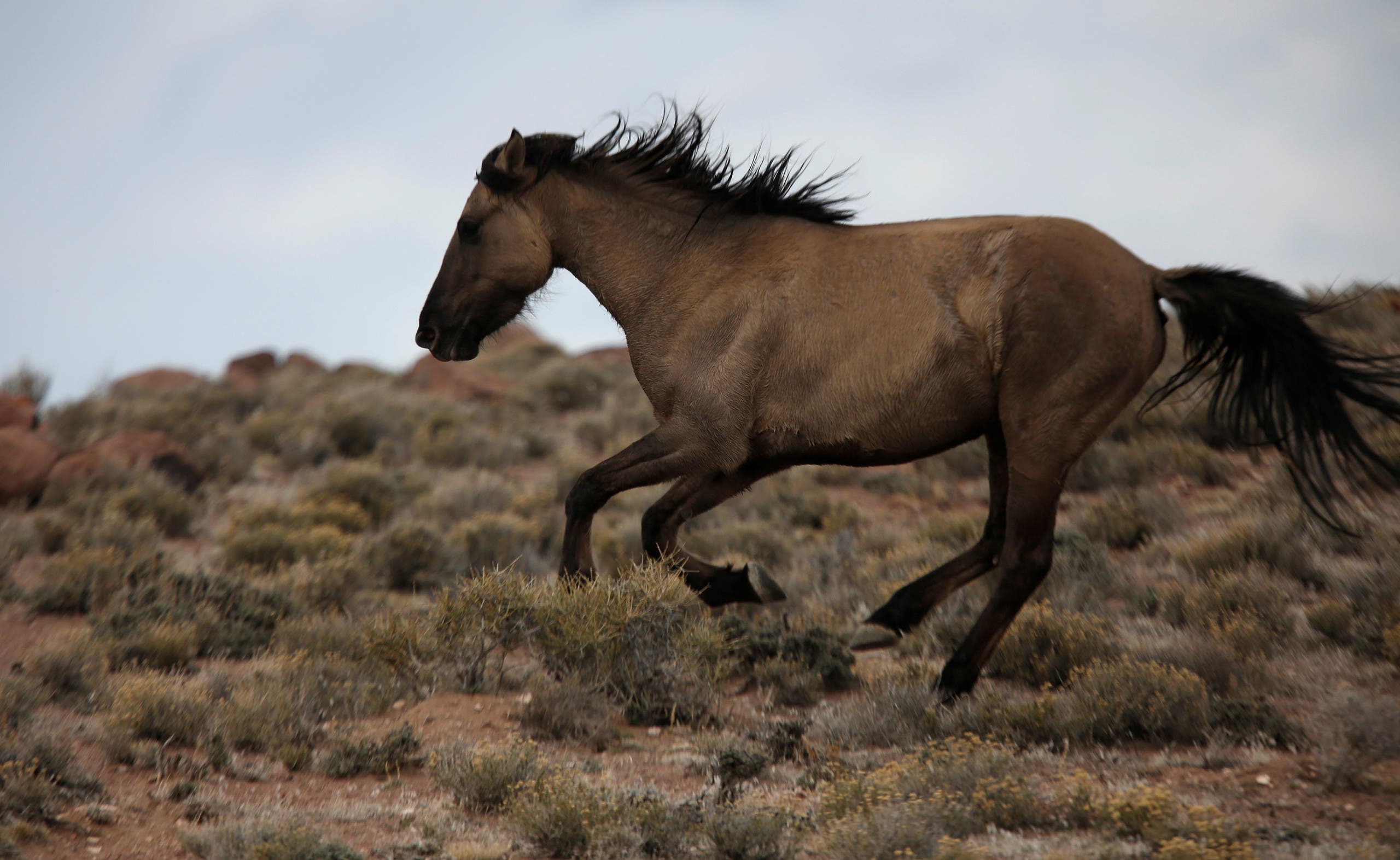 A wild horse escapes from a Bureau of Land Management (BLM) gather trap along Highway 21 near the Sulphur Herd Management Area south of Garrison, Utah, February 26, 2015. (File Photo: Reuters)