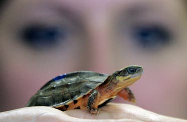 A member of staff examines a newborn Golden Coin Box turtle, at the Chester Zoo in Chester, northern England, March 26, 2007. (Reuters)