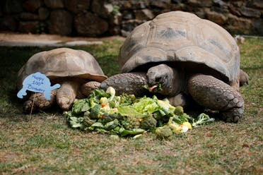 Tuki, an Aldabra Giant tortoise, and an African spurred tortoise eat a cake made of vegetables to celebrate Tuki's 100th birthday at Faruk Yalcin Zoo, amid the spread of the coronavirus disease (COVID-19) in Darica, 60 kilometers east of Istanbul, Turkey, April 30, 2020. (Reuters)