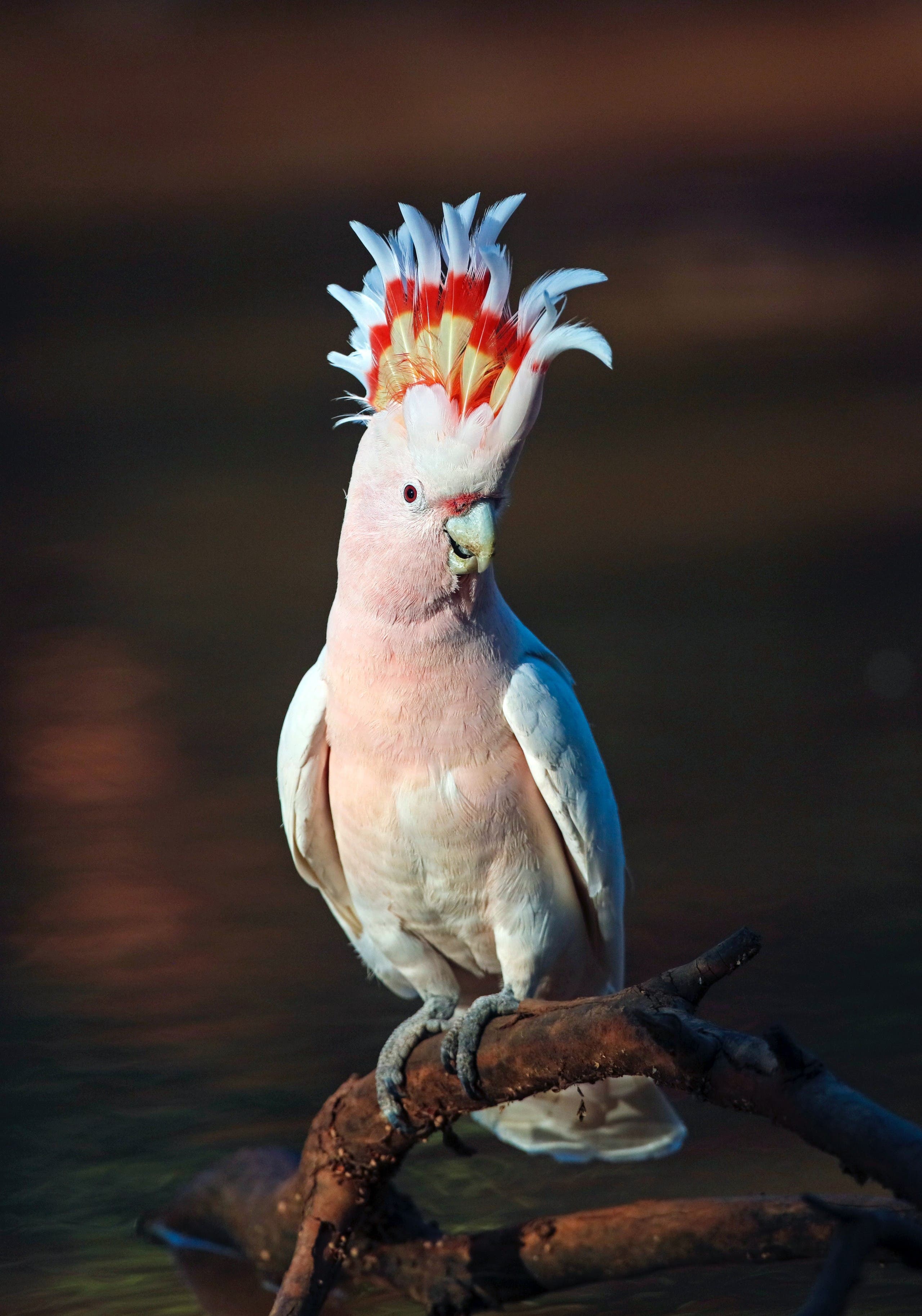 Cockatoo bird. (Unsplash, Chris Charles)