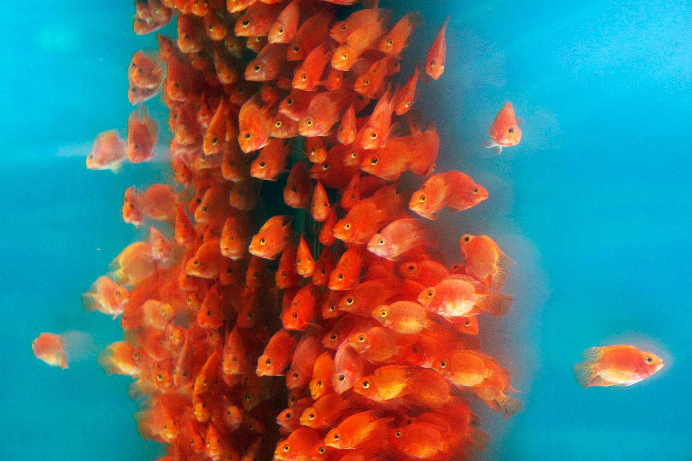 Gold fish are displayed at the 2009 Taiwan International Aquarium Expo in Taipei November 6, 2009. (Reuters)