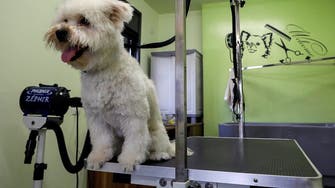 Pets enjoy some pampering in Palestinian clinic