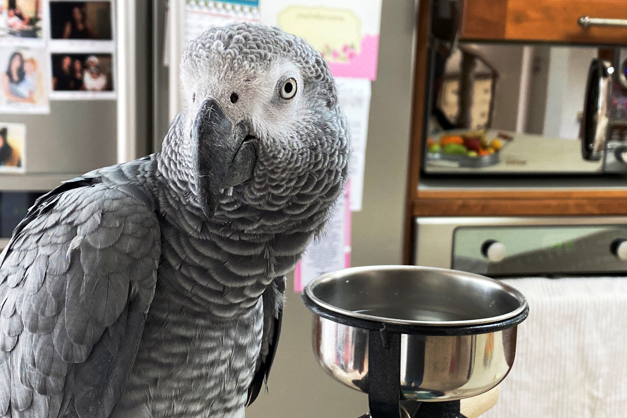 Luca, a parrot that has learnt to mimic and say the words, there is corona and don't go out amid the Coronavirus disease (COVID-19) crisis, looks on as its owner, Zehava Shabat is interviewed by Reuters in Kiryat Shmona, northern Israel March 24, 2020. (Reuters)