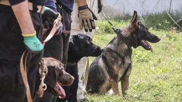 This picture taken on September 12, 2021, shows handlers training dogs which were left behind during last month's chaotic evacuations from Afghanistan, in a makeshift training center at the airport in Kabul. (AFP)