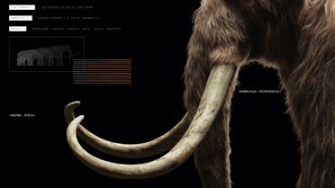 A start-up company called Colossal aims for the “de-extinction” of the woolly mammoth. (Colossal)