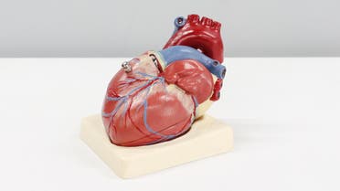 Anatomical human heart model. (Unsplash, Ali Hajiluyi)