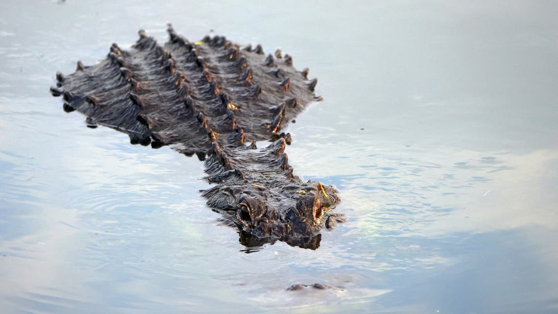 An alligator navigates the waterway at the Wakodahatchee Wetlands on July 09, 2021 in Delray Beach, Florida. (File photo: AFP)