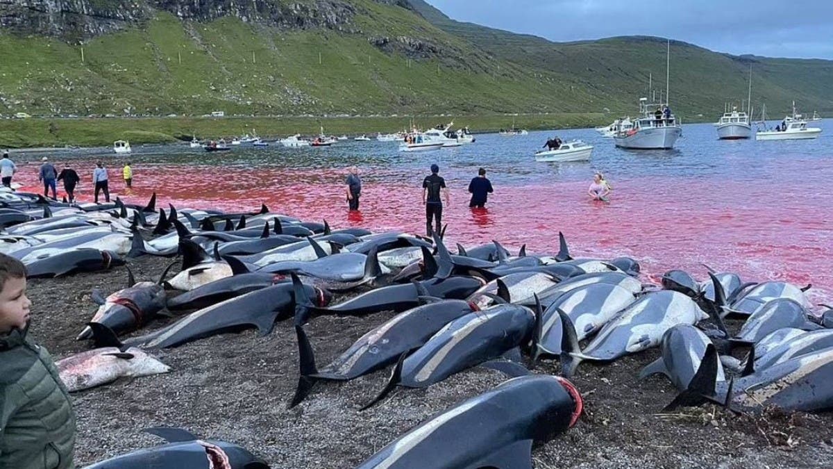 1400 Dolphins slaughtered in Faroe Islands of Denmark in one day